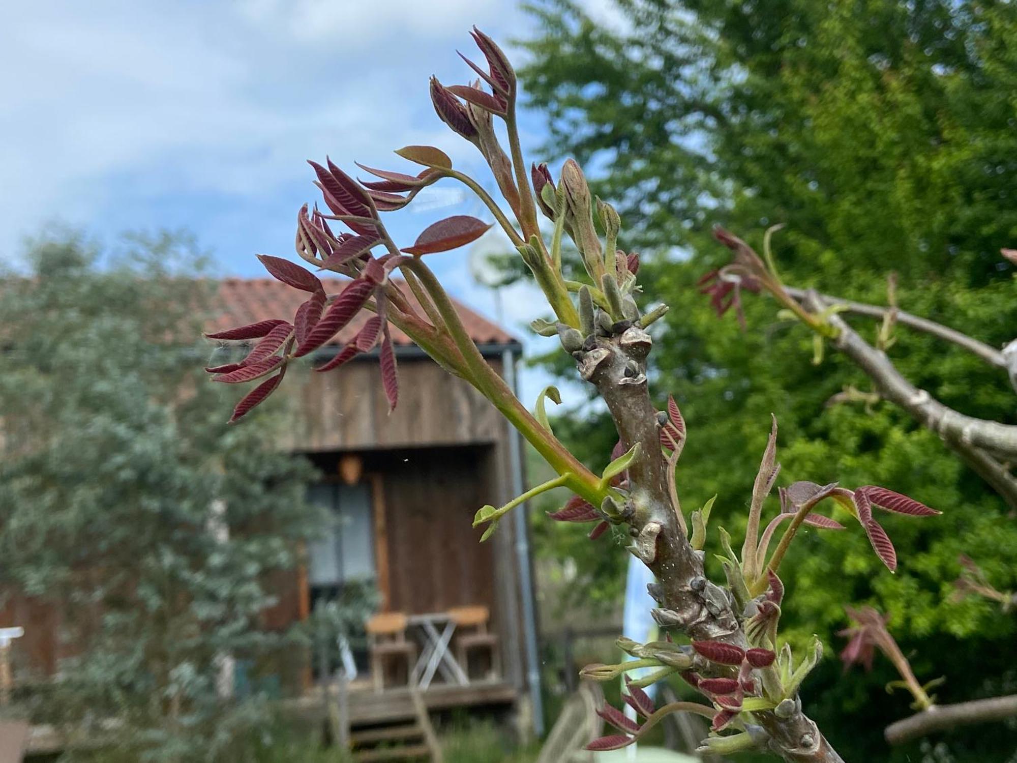 Gite Wildflower Lane Valojoulx Εξωτερικό φωτογραφία